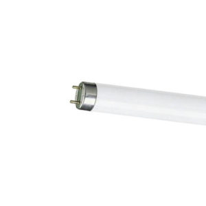 Tube  1' Normal